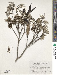 Quercus miyagii image