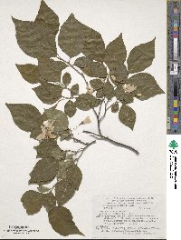 Styrax japonicus image