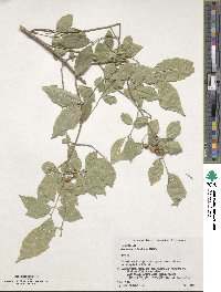 Euonymus hamiltonianus image