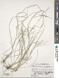 Carex pisiformis var. pisiformis image