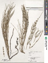 Equisetum palustre image