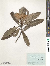 Rhododendron formosanum image