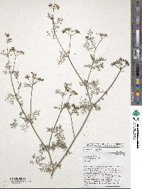 Coriandrum sativum image