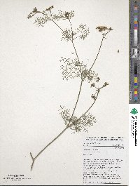 Coriandrum sativum image