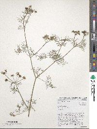 Coriandrum sativum image