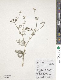 Coriandrum sativum image