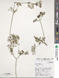 Coriandrum sativum image