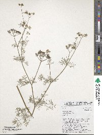 Coriandrum sativum image