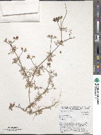 Coriandrum sativum image