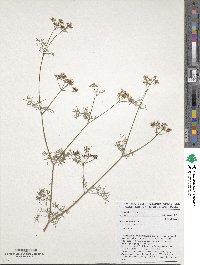 Coriandrum sativum image