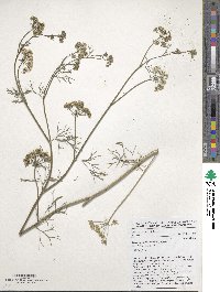 Trachyspermum ammi image