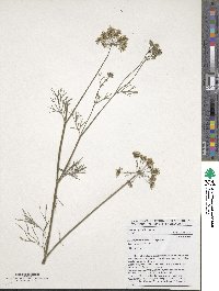 Trachyspermum ammi image