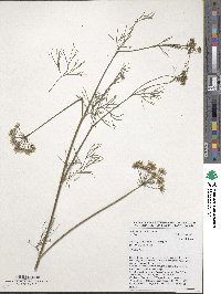 Trachyspermum ammi image