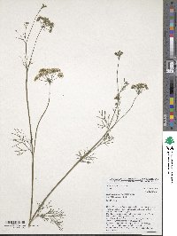 Trachyspermum ammi image