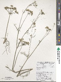 Trachyspermum ammi image