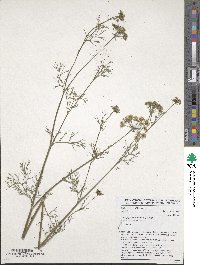 Trachyspermum ammi image