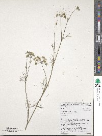 Trachyspermum ammi image