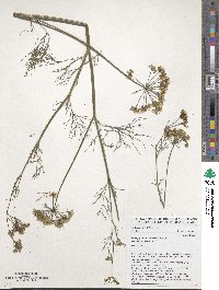 Trachyspermum ammi image