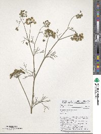 Trachyspermum ammi image