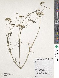 Trachyspermum ammi image