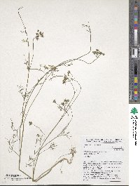 Trachyspermum ammi image