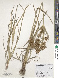 Cyperus esculentus image