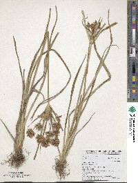 Cyperus esculentus image