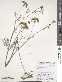 Trachyspermum ammi image