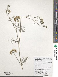 Trachyspermum ammi image