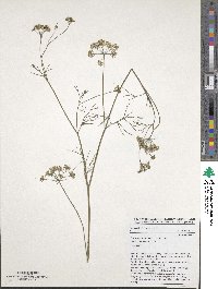 Trachyspermum ammi image