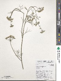 Trachyspermum ammi image