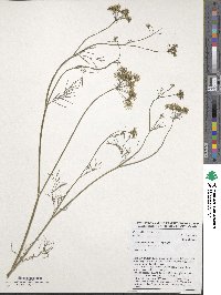 Trachyspermum ammi image