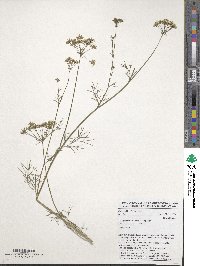 Trachyspermum ammi image