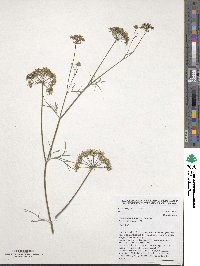 Trachyspermum ammi image