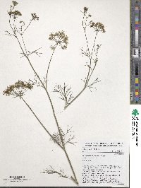 Trachyspermum ammi image