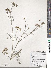 Trachyspermum ammi image