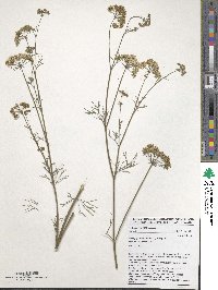 Trachyspermum ammi image