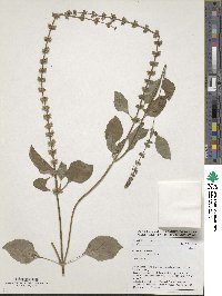 Ocimum basilicum image