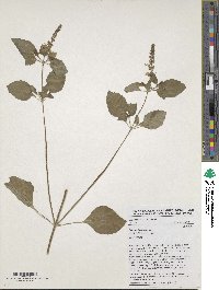 Ocimum basilicum image