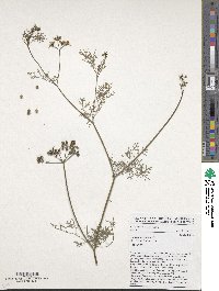 Coriandrum sativum image