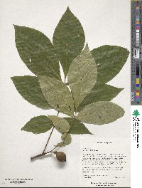 Carya glabra image