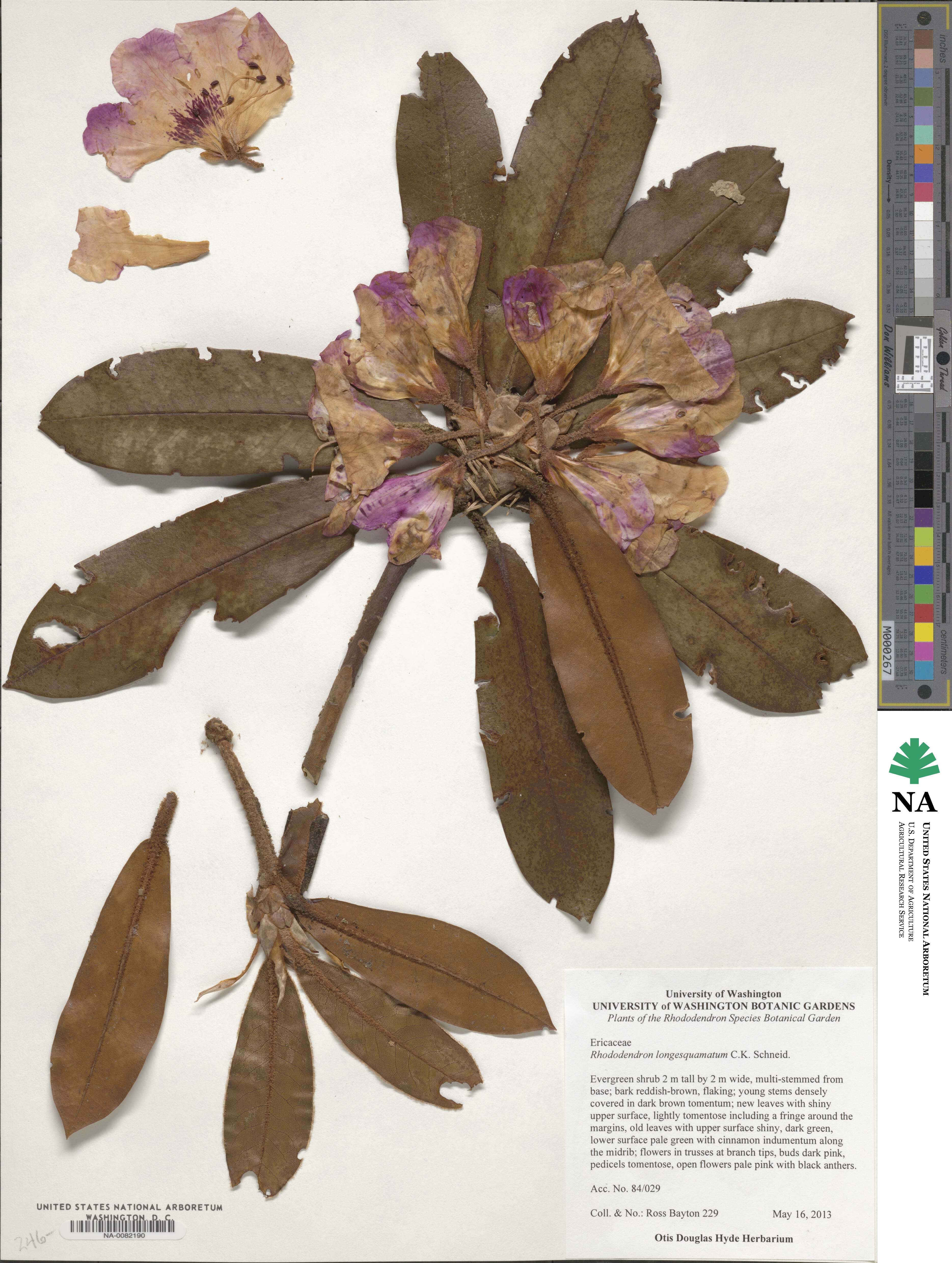 Rhododendron longesquamatum image