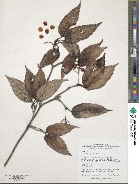 Viburnum sargentii image