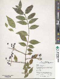 Ligustrum sinense var. sinense image