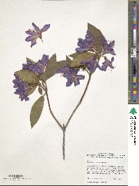 Rhododendron trichanthum image