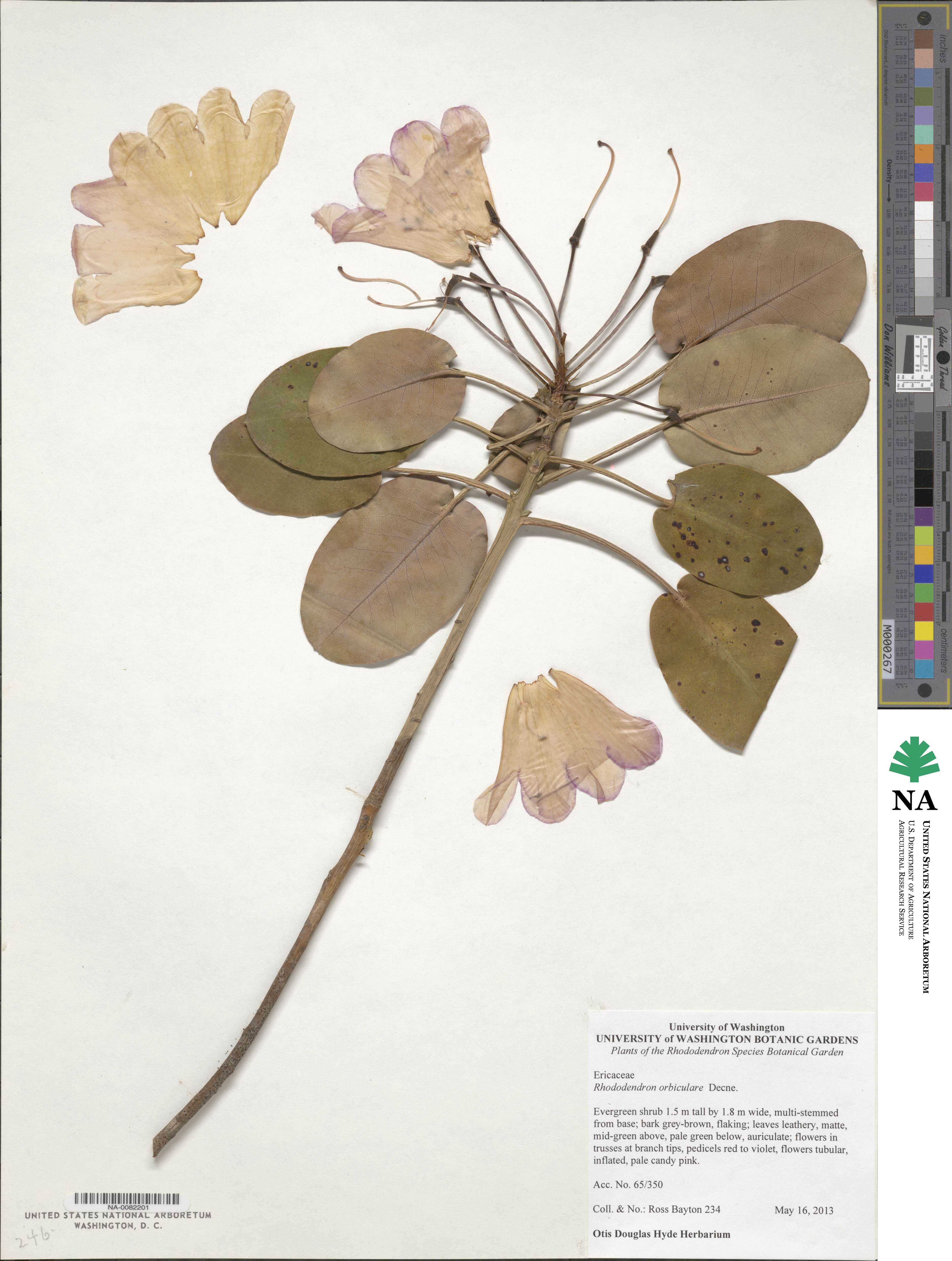 Rhododendron orbiculare image