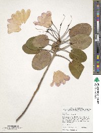 Rhododendron orbiculare image