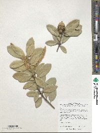 Notholithocarpus densiflorus image