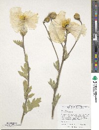 Romneya trichocalyx image