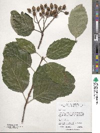 Karpatiosorbus latifolia image